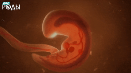 Второй триместр (13-26 неделя)