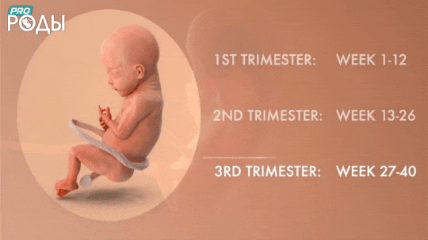 Третий триместр (27-40 неделя)
