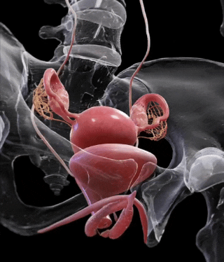 Женская половая система, матка GIF