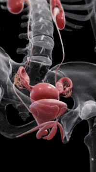 Матка мочевой пузырь xcl8tndqccu04qlbd0ed6q8mu960u5xg (1).gif