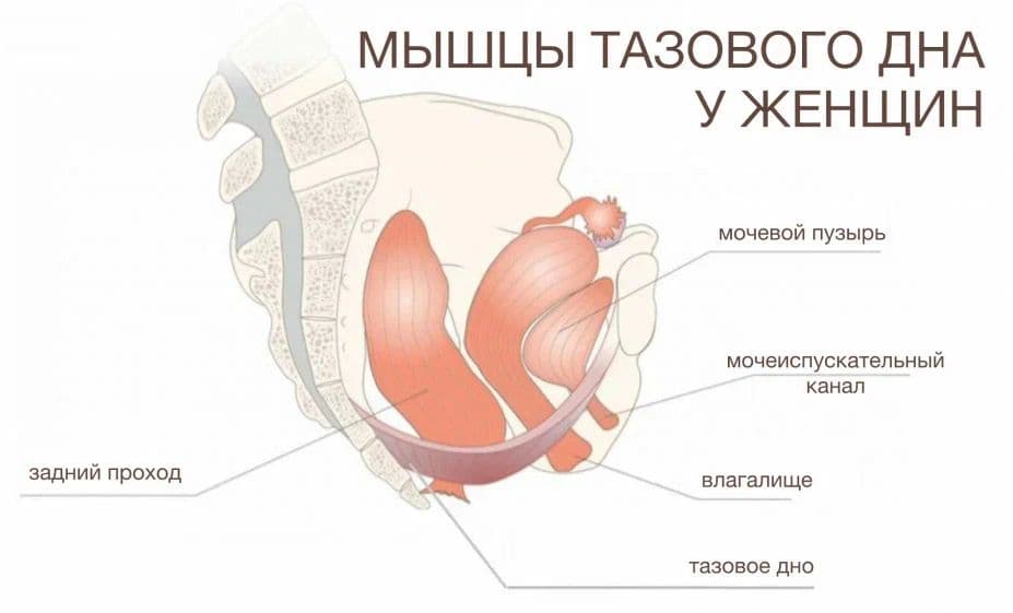 Мышцы тазового дна у женщины