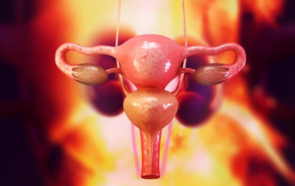 Что такое матка?