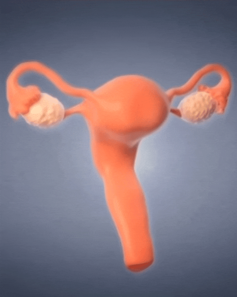 Рост матки при беременности