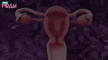 Менструальный цикл