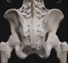 Тазовое дно