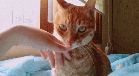 Токсоплазмоз передаётся через рот кошки