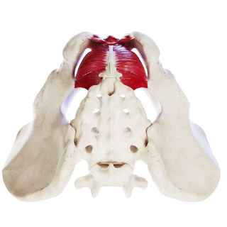 Мышцы тазового дна GIF